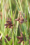 Sturdy bulrush